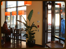 Plants in dining room 2